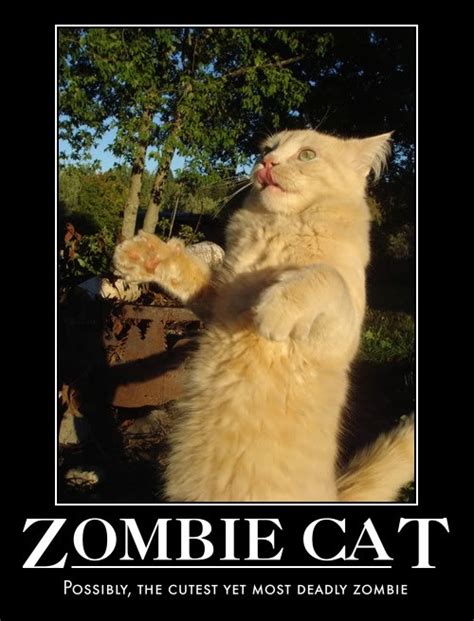 Pin by Michael Wright on Zombies? | Zombie cat, Cats, Crazy cats