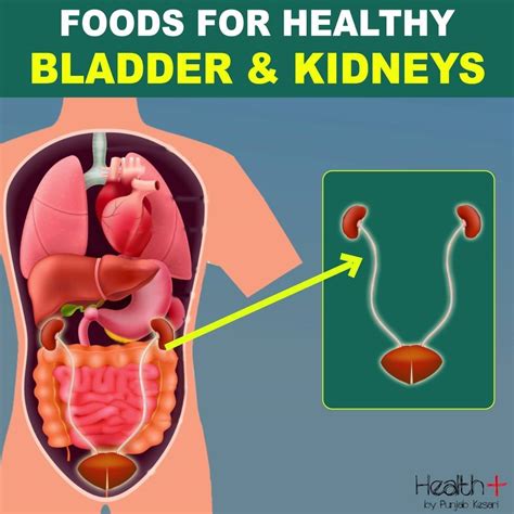 Foods for Healthy Bladder and Kidneys | Foods for Healthy Bladder and ...