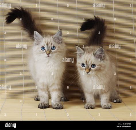 Two Neva Masquerade kittens (AKA Colorpoint Siberian Forest Cat Stock Photo - Alamy