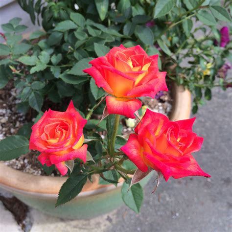 Miniature roses | Rose, Flowers, Plants