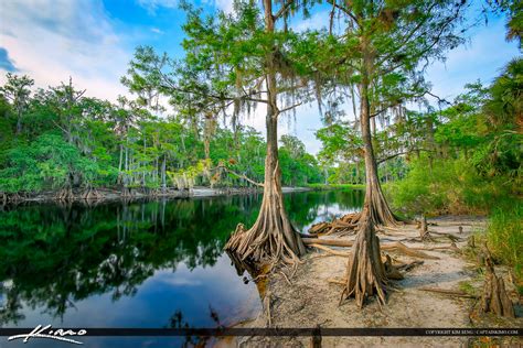 Cypress Trees along Fisheating Creek River Palmdale Florida | Royal ...