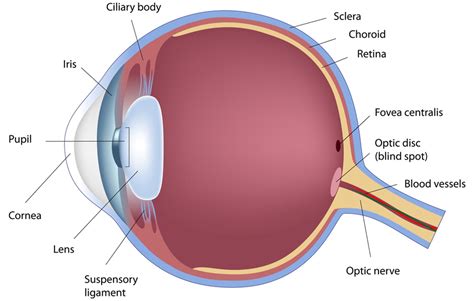 Parts Of The Eye Optic Nerve Anatomy Image Organs Amazing 10 Diagram ...