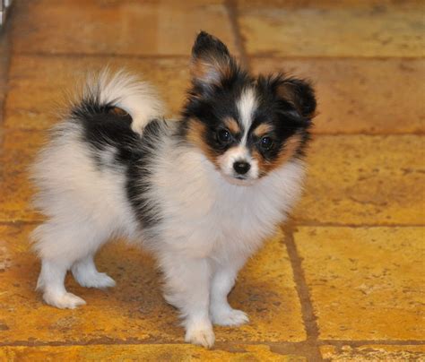 Cute Papillon Puppy