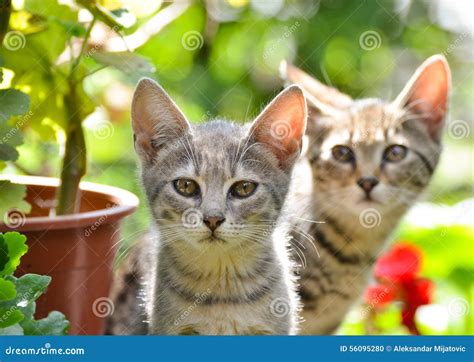 Cute kittens in garden stock photo. Image of baby, adoption - 56095280