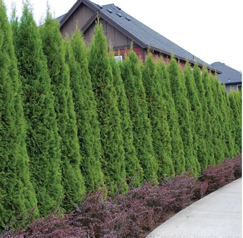 Emerald Green Arborvitae Hedge Landscaping Trees, Privacy Landscaping ...