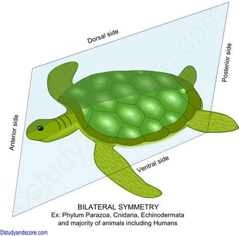 Symmetry in Animals: Types of Symmetry, Bilateria and Radiata | Study&Score