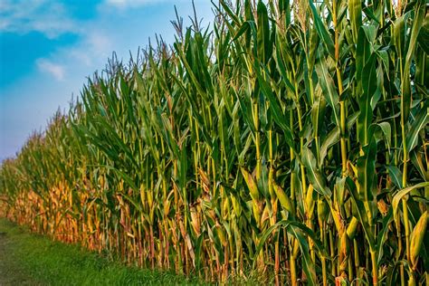 HD wallpaper: field, corn, agriculture, harvest, nature, cornfield, arable | Wallpaper Flare