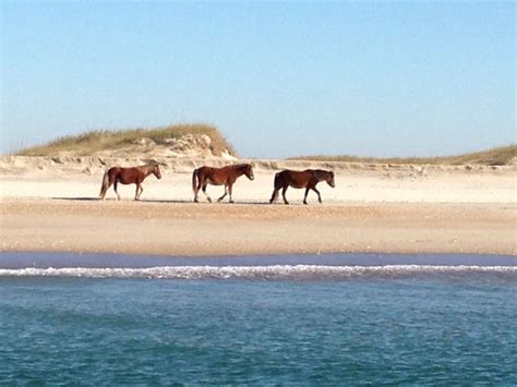 Pin by The Humane Society of United S on Wildlife | Island horse ...