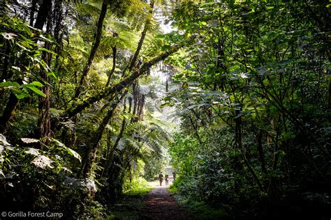 Bwindi - Africa Geographic