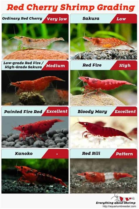 Red Cherry Shrimp Grading (with pictures) - Shrimp and Snail Breeder