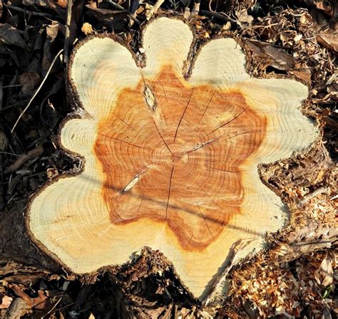 Dendrochronology & Tree Rings: Science Project for Kids - Edventures with Kids