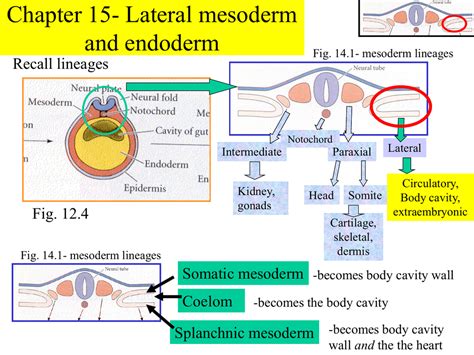 Chapter 15- Lateral mesoderm and endoderm