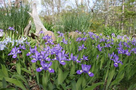 Iris Cristata For Sale $4.99 | Buy Perennials Online | Iris