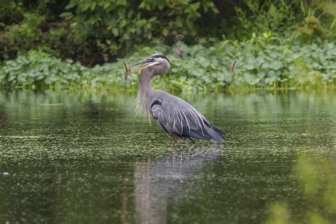 Great Blue Heron’s Breakfast | photoartflight