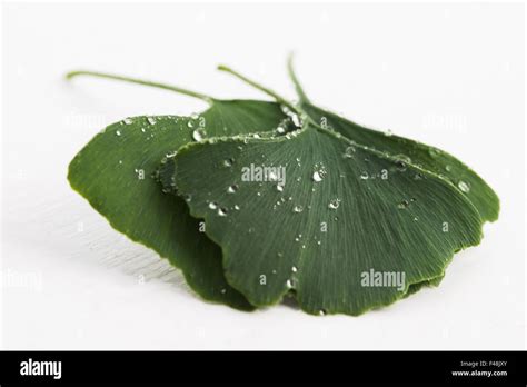 ginkgo biloba leaves Stock Photo - Alamy