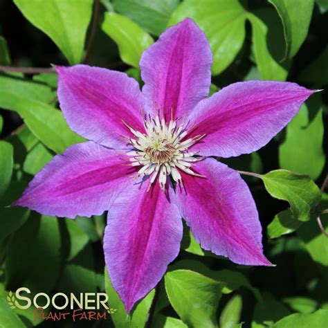 Dr. Ruppel Clematis | Sooner Plant Farm