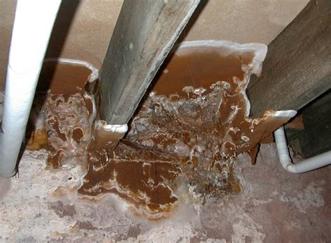 Dry Rot Treatment, Dry Rot Repairs | P Moody, Newcastle, Manchester, Preston, Middlesbrough