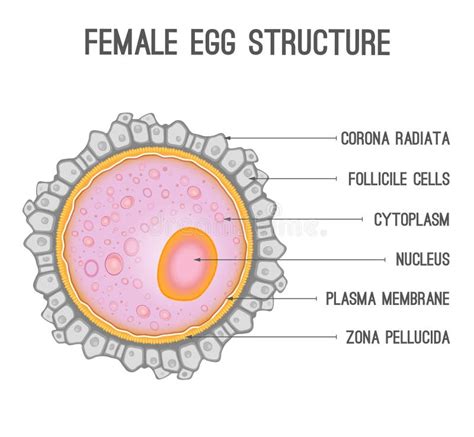 Female egg structure stock vector. Illustration of microscopic - 101017475