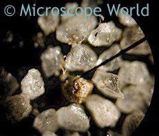 Microscope World Blog: Sand under the Microscope