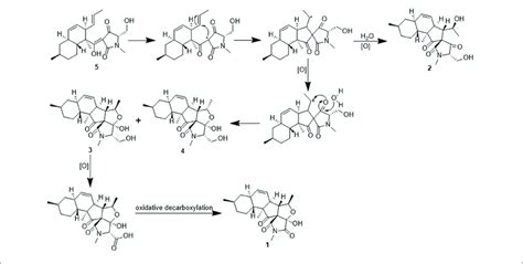 | Proposed biosynthetic pathway of compounds 1-4. | Download Scientific Diagram