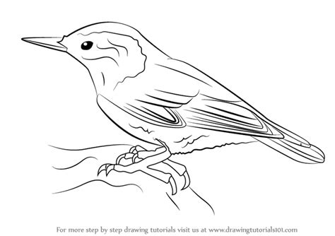 Learn How to Draw a White-Breasted Nuthatch (Birds) Step by Step : Drawing Tutorials