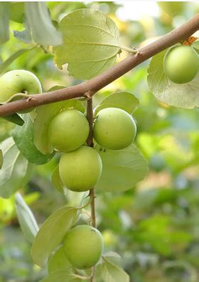 Growing Jujube Trees and How to Use the Fruit | by Everglades Farm | Medium