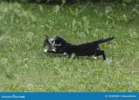 Domestic cat hunting bird stock photo. Image of outdoors - 152405088