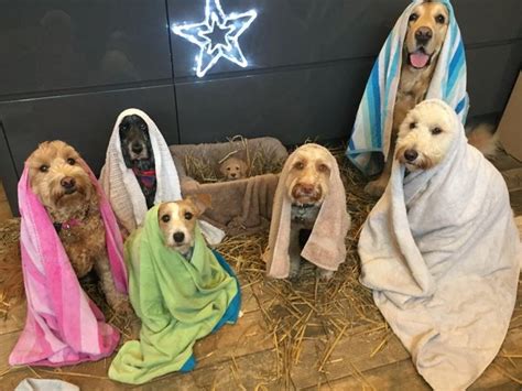 This Dog Nativity Scene Is Going Viral In The Best Way | Cuteness