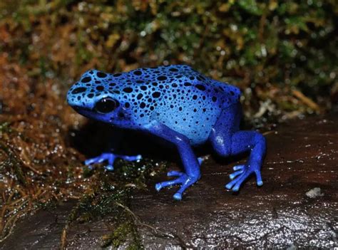 Poison Dart Frog Adaptations : Physiological, Behavioral, and Structural Marvels - Zooologist