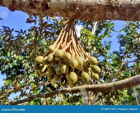 Green Buds Durian Flower, in the Southern Region, Durians Will Begin To Blooming in December ...