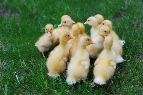 Jumbo White Pekin (Chicks) - Pepper Ponderosa