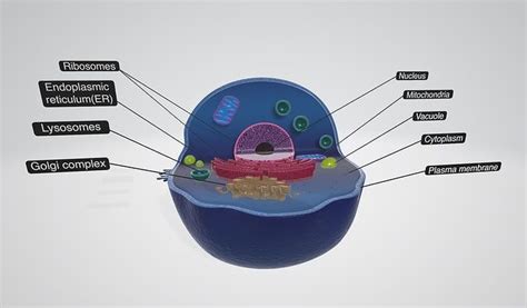 Eukaryotic cell 3D model | CGTrader