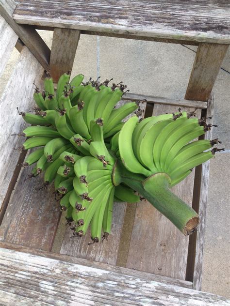 Biggest crop of bananas I've ever had | Banana, Fruit, Backyard