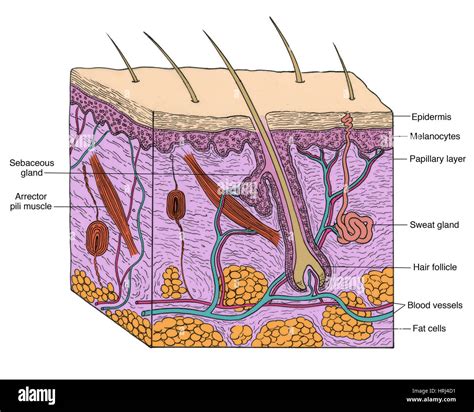 List 98+ Pictures Anatomy Of A Mole On The Skin Updated