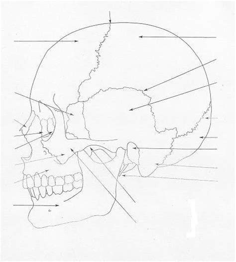 Facial Bones Diagram | Quizlet