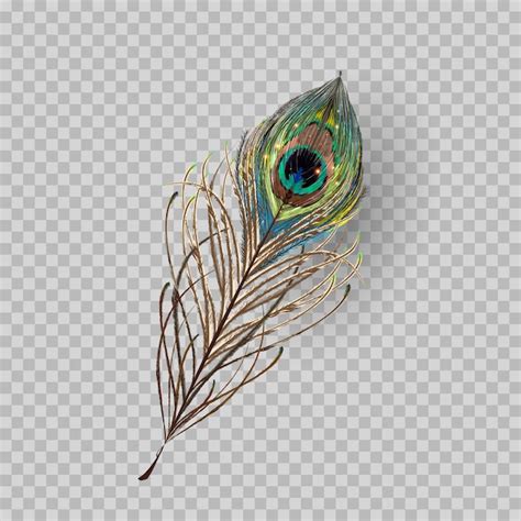 Premium Vector | Peacock feather on transparent background.