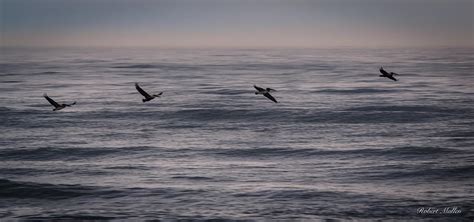 Morehead City Beaches 008 Photograph by Robert Mullen - Fine Art America