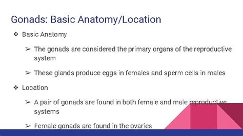 The AnatomyPhysiology of the Gonad Pineal and Thymus