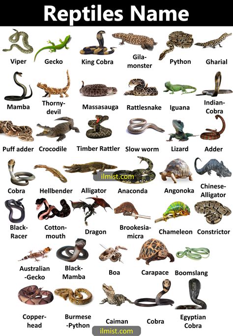 48 Reptiles Names with Pictures - ilmist