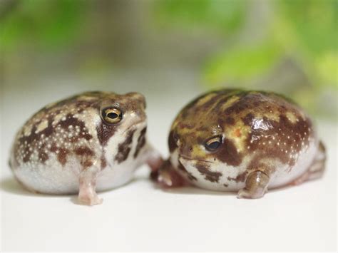 20 Rain Frogs That Have Had It With This Week