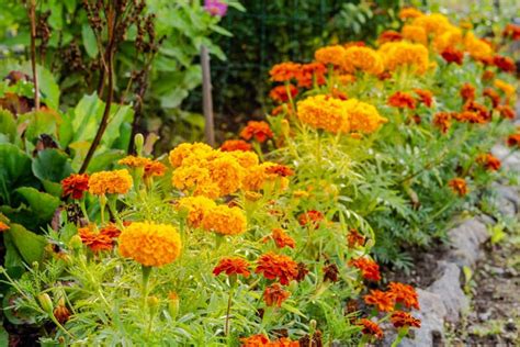 Marigold: How to Grow and Care with Success