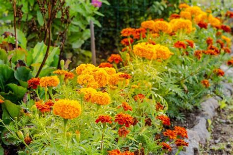 Marigold: How to Grow and Care with Success