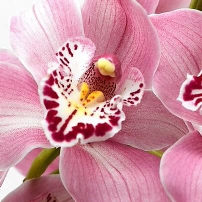 Light Pink Cymbidium Orchids, large - Florabundance Wholesale Flowers