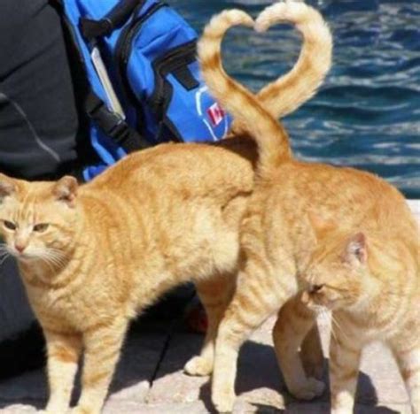 Top 10 Perfectly Timed Pictures of Funny Cats Tails