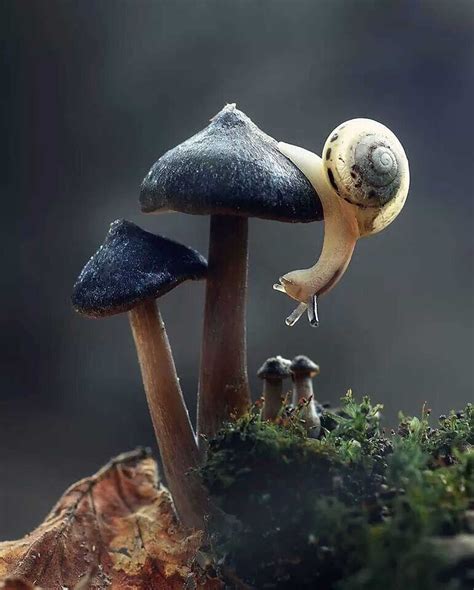 Mushroom Wallpaper - NawPic