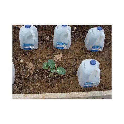 Recycle Milk Jugs in the Garden - Milk Jug Drip Irrigation | Milk jug, Plastic jugs, Small gardens