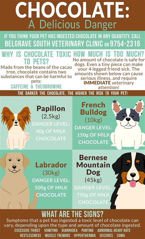 Chocolate Toxicity Infographic | Veterinary clinic, Vet tech student, Pet safety