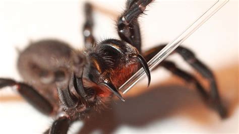 The Fangs of a Sydney Funnel Web Spider : r/natureismetal