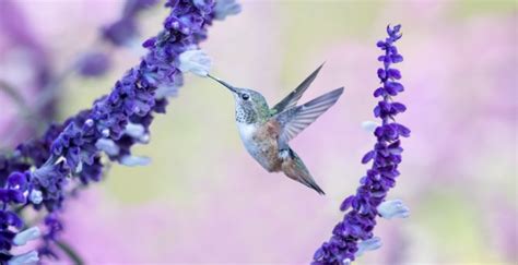 Hummingbird Wallpaper | Tunggale Wall