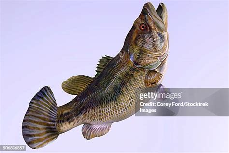 47 Largemouth Bass Underwater Stock Photos, High-Res Pictures, and Images - Getty Images